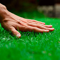 Ідеальний зелений газон Здоровий газон