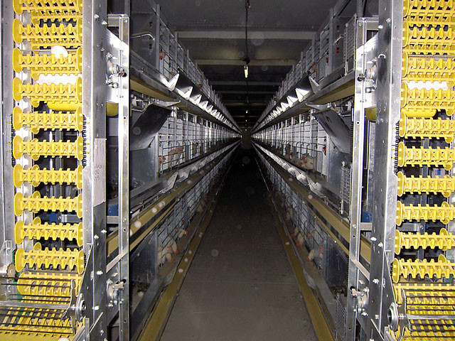 Кліткове обладнання для птахівництва, фото 1