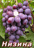 Саджанці винограду, середнього терміну дозрівання сорти Низина