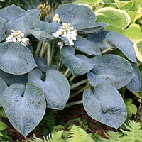 Саджанці ХОСТА Tokudama