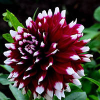 Саджанець ЖОРЖИНА високоросла Duet