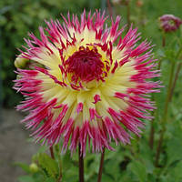 Жажанець ГЕОРГІНА високоросла Lindsay Michelle