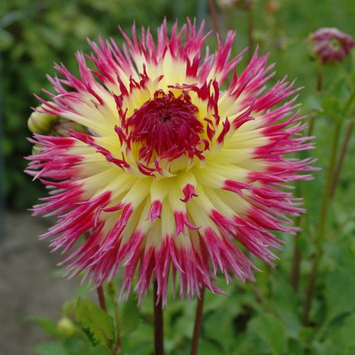 Жажанець ГЕОРГІНА високоросла Lindsay Michelle