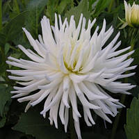 Саджанець ЖОРЖИНА кактусова Playa Blanca