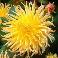 Саджанець ЖОРЖИНА кактусова Star Spectacle