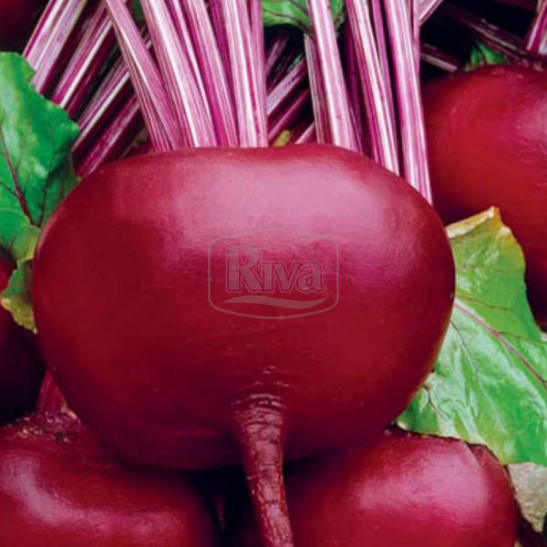 Бурякло єгипетське плоске, 40 г Агроном, фото 1