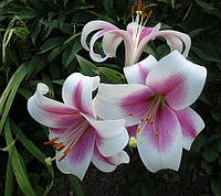 Лілії ЛО гібрид (трубчасті)