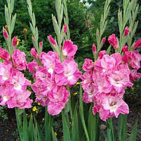 Цибулини ГЛАДІОЛУС Pink Parrot