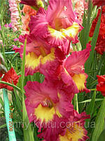 Цибулини ГЛАДІОЛУС Stereo (1 шт.)