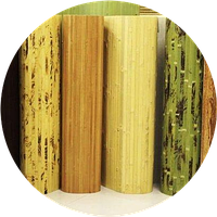 Про бамбукових шпалерах