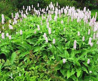 Раковая шейка