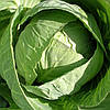 Капуста білочана Казачок F1, 30Н, фото 2