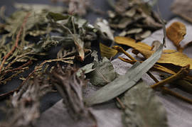 Листя і пагони