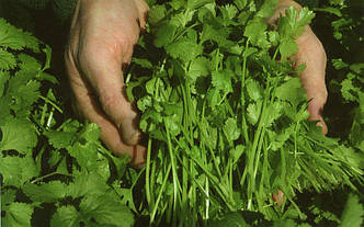 Кореандр Карібе 20 грам