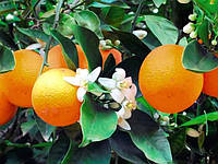 Апельсин Лайн Лате (Citrus sinensis Lane Late) Кімнатний