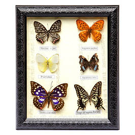 Картини з метеликами