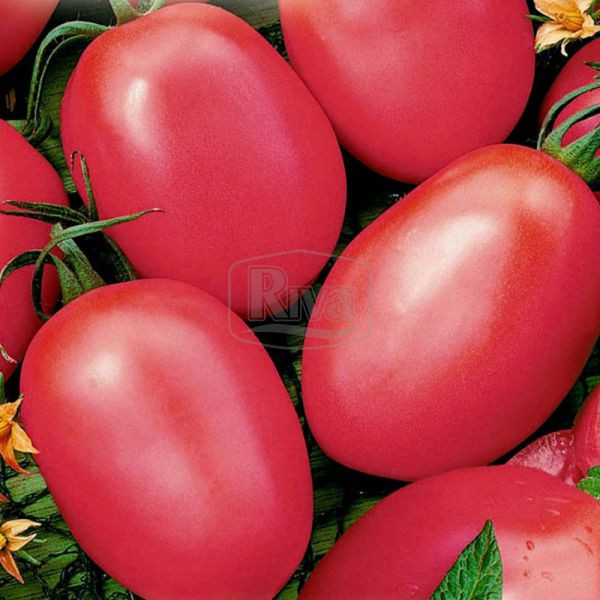 Томат ДЕ-БАРАО РОЗОВИЙ, 30с Агроном