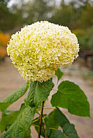 Гортензия древовидная "Анабель" Hydrangea 'Annabelle' с 7 l H 50