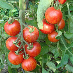 Томат ТИГРЕЛА, 30с