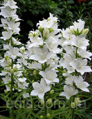 Кампанула Alba (дзвіночок великий високий білий), фото 2