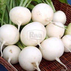 Редька ОДЕССКАЯ ЛЕТНЯЯ