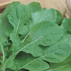 Рукола ІНДАУ