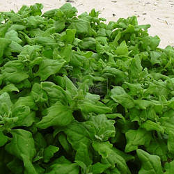 Шпинат НОВООЗЕЛАНДСЬКИЙ 2г Агроном