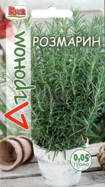 Розмарин, фото 1