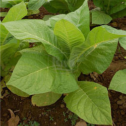 Насіння тютюну ОБИЧНИЙ 0,05 г АГР