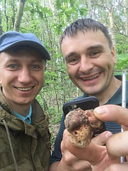 Вінницький Білий Трюфель, проект Мікосинергія, або як з 1 гектара зароблити 17545 € в рік з 1 гектара.