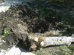 Акуратно спилити дерево Харків