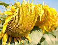 Насіння соняшника Драган, Нова Сад, фото 1