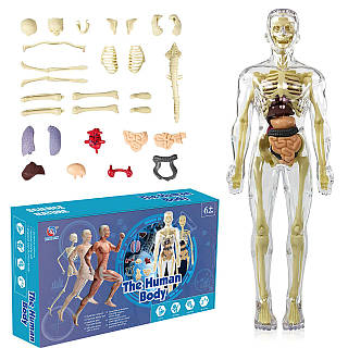 UOCAI 3D модель людського тіла для дітей, анатомічна модель тіла, анатомічна модель, модель скелета, модель навчання людського