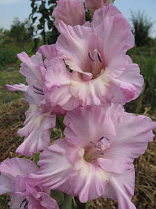 Гладіолус Модру Програм 2 разбор(від 2,5 см до 3 см)