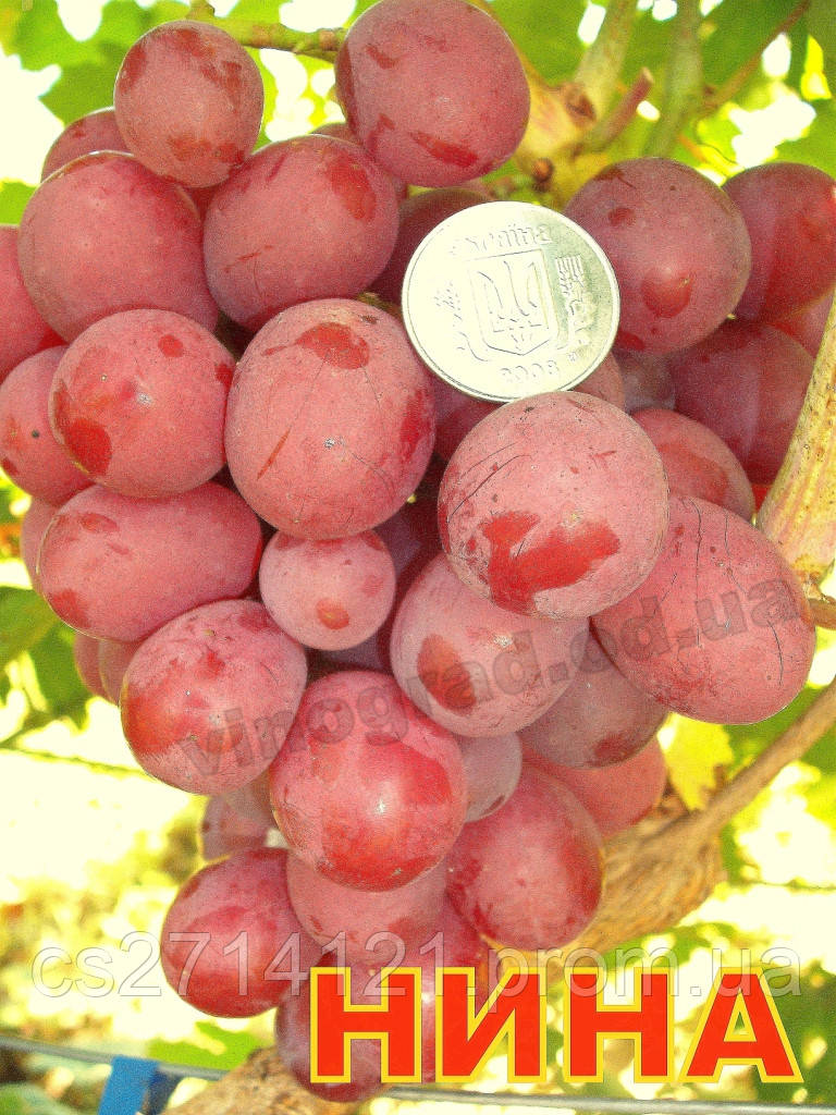 Саджанці винограду, середнього терміну дозрівання сорти Ніна