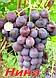 Саджанці винограду, середнього терміну дозрівання сорти Ніна, фото 2