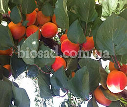 Абрикос Червонощокий