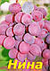 Саджанці винограду, середнього терміну дозрівання сорти Ніна, фото 3