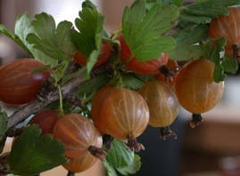 Саджанці агрусу ЗЛАТОГОР