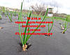 Агроволокно p-50g 1*100м чорне AGREEN 4сезона Італійське якість, фото 8