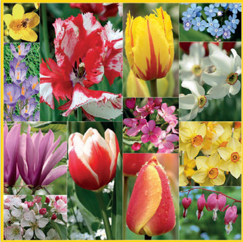 Декупажних серветка "Весна-1", 33 * 33 см, 18 г / м2, Maki, SLWI003801, 003801, фото 1