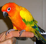 Сонячна аратінга. малюки ручного догодовування (лат. Aratinga solstitialis), фото 4