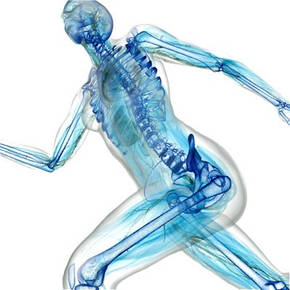 Опорно-рухова система