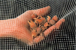 Поліпропіленова сітка Tenax PLURIMA (Плурима) 5х6 для збору та сушіння врожаю