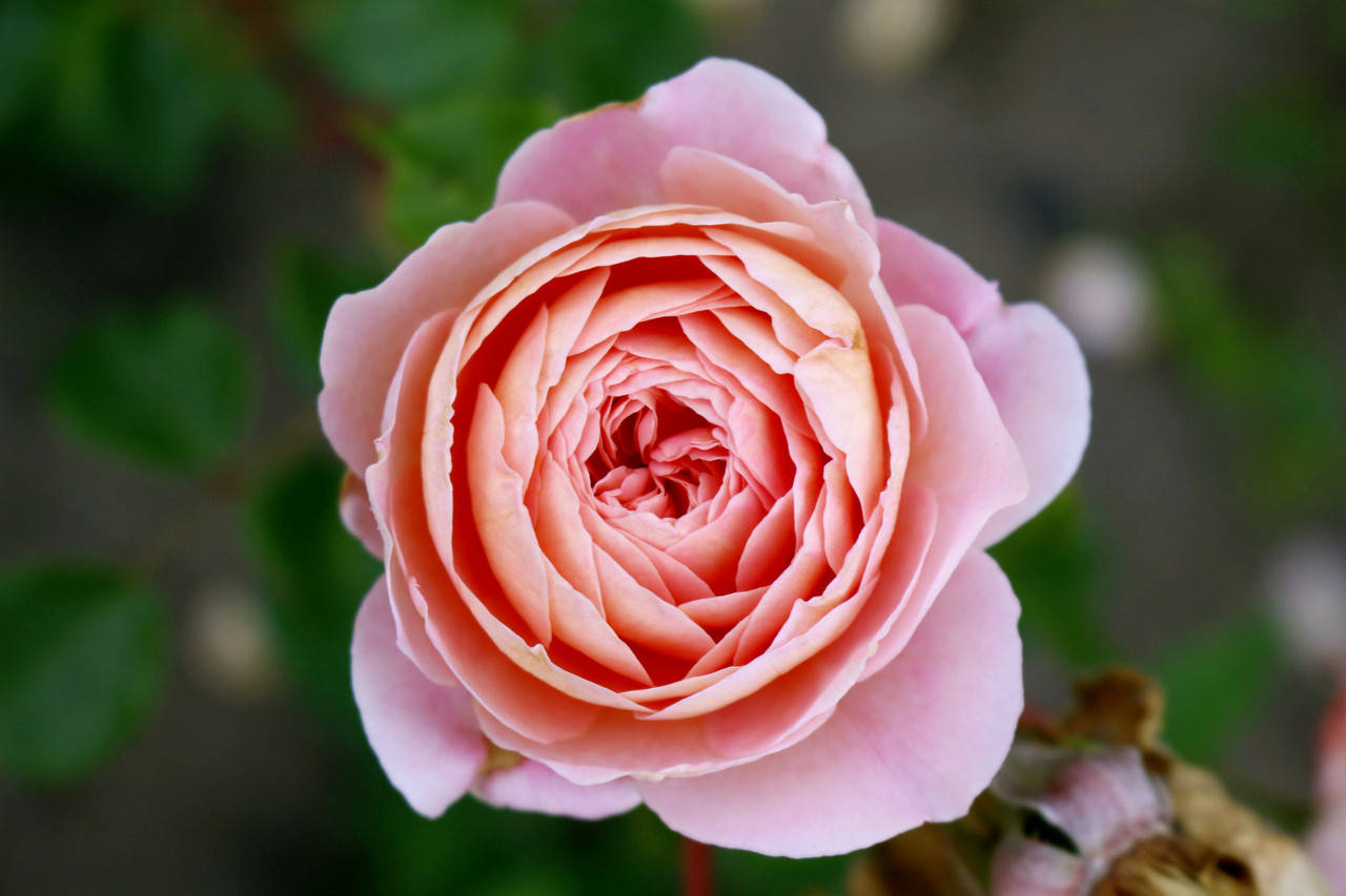 

Саженцы роз Абрахам Дерби (Abraham Darby)