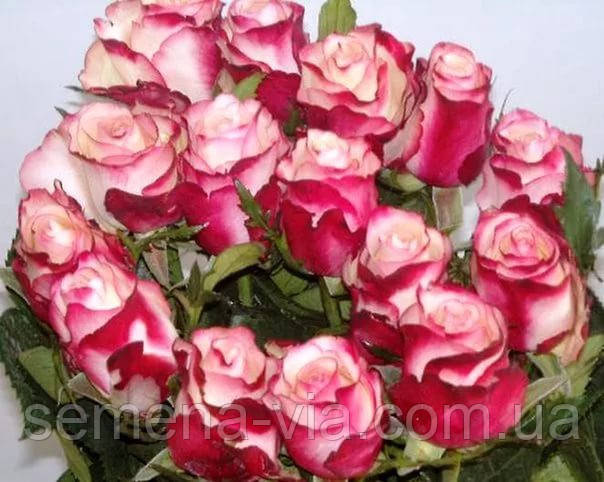 Роза чайно-гибридная Свитнес, цена 60 грн — Prom.ua (ID#507235801)