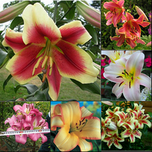 Лілії ОТ-гібрид суміш 5 шт. в упаковці