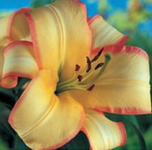 Лілія ОТ-гібрид Boogie Woogie (Бугі Вугі) 1 цибулина 12/14