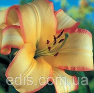 Лілія ОТ-гібрид Boogie Woogie (Бугі Вугі) 1 цибулина 12/14, фото 1