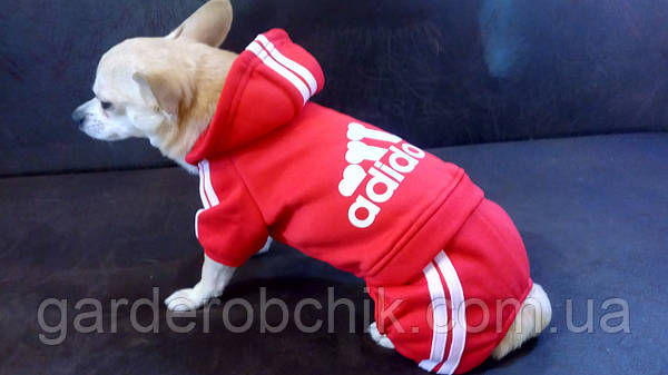 Adidas dog 2025